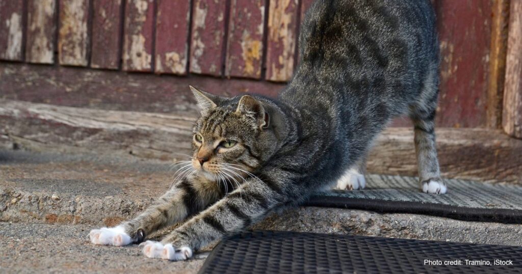 Rudyard Kipling's - O gato que andava sozinho