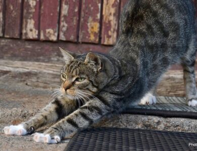 Rudyard Kipling's - O gato que andava sozinho