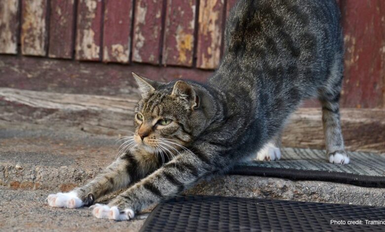 Rudyard Kipling's - O gato que andava sozinho