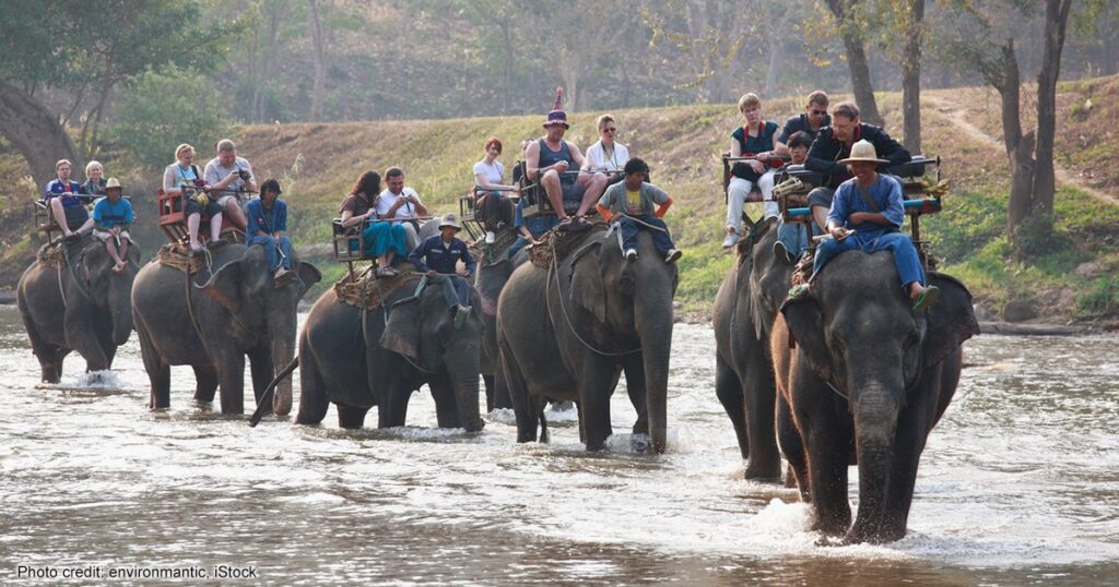 O Elefante Asiático: Treinamento e Controle