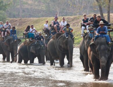 O Elefante Asiático: Treinamento e Controle