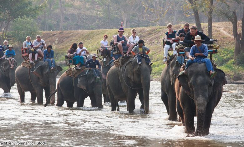 O Elefante Asiático: Treinamento e Controle