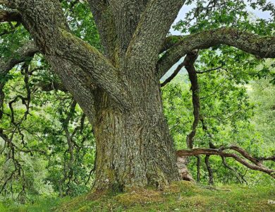 08 de Outubro  de 2023 “Amar não menos o homem, mas mais a natureza”