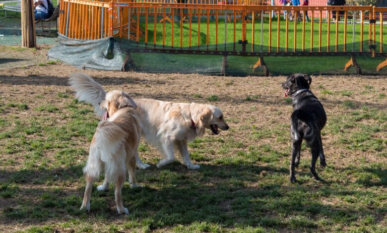 Por que os cães uivam quando você chega