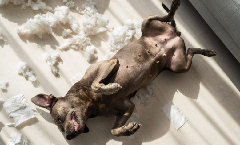 cachorros dormem de barriga para cima