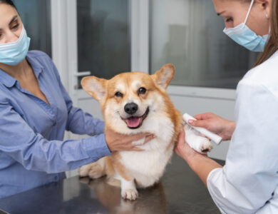 Como saber se seu cachorro precisa de vacina