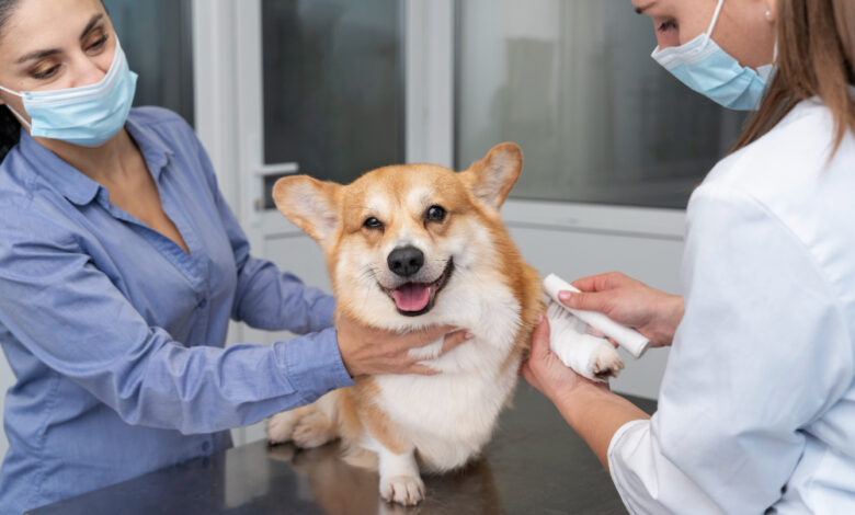 Como saber se seu cachorro precisa de vacina