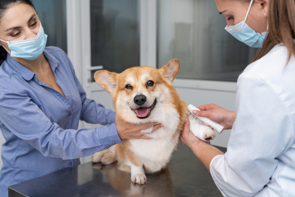 Como saber se seu cachorro precisa de vacina