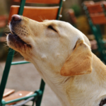 Por que os cães uivam quando chego em casa