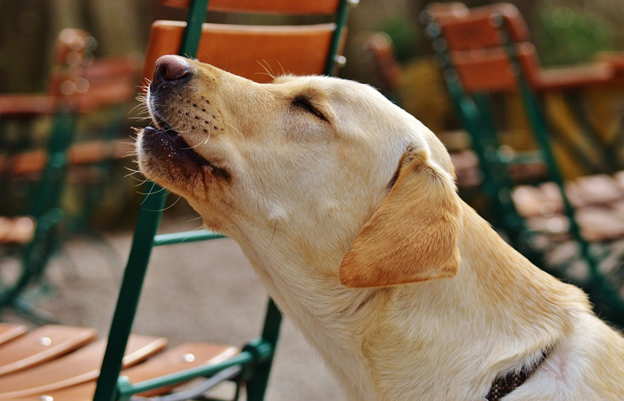 Por que os cães uivam quando chego em casa