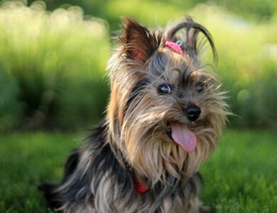 Descubra a Beleza Dos Yorkshires: Pelagem e Personalidade Encantadoras