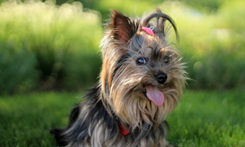 Descubra a Beleza Dos Yorkshires: Pelagem e Personalidade Encantadoras