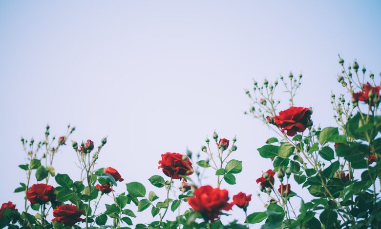 Descubra como fazer seu próprio paraíso floral!