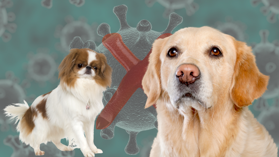 Dicas importantes para prevenir a virose em cães