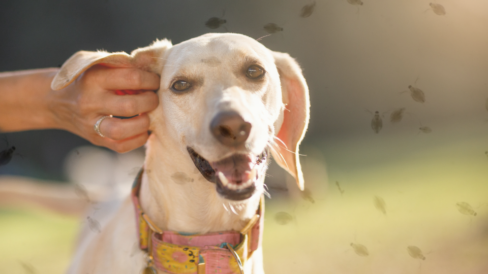 Problemas com pulgas em seu cachorro: como resolver